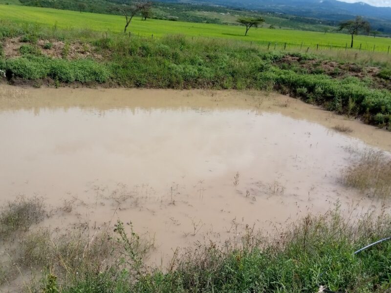 Land for Rent in Laikipia, Onions, Cabbages