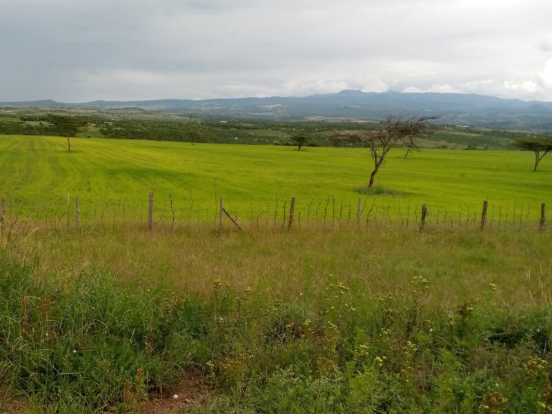 Land for Rent in Laikipia, Onions, Cabbages