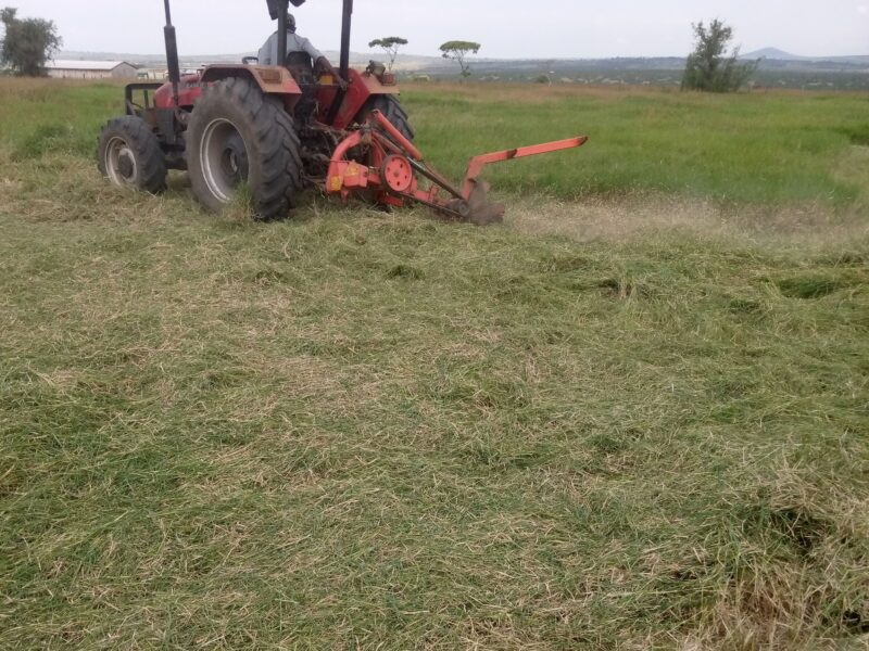 Land for Rent in Laikipia, Onions, Cabbages