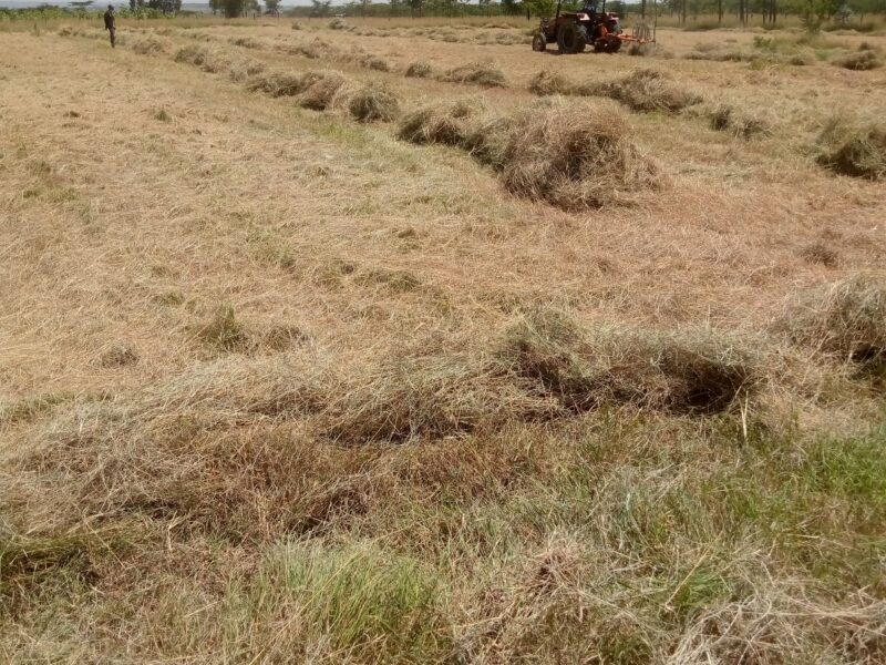 Hay for Sale