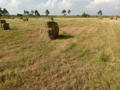 Hay for Sale