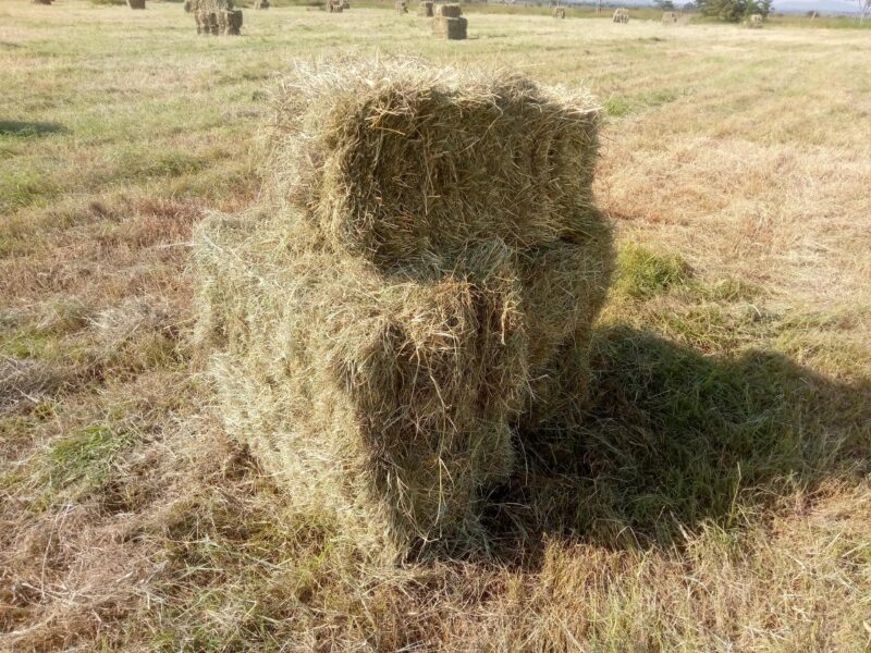 Hay for Sale