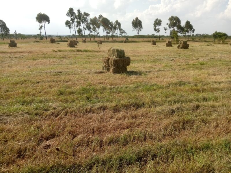 Hay for Sale