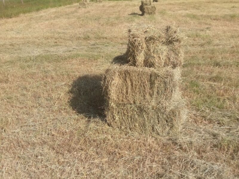 Hay for Sale